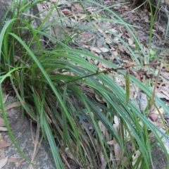 Gahnia aspera (Red-berried Saw-sedge) at Fitzroy Island National Park - 30 Mar 2023 by MatthewFrawley