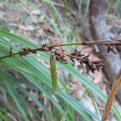 Gahnia aspera at Fitzroy Island, QLD - 31 Mar 2023