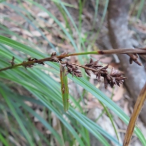 Gahnia aspera at Fitzroy Island, QLD - 31 Mar 2023 08:18 AM