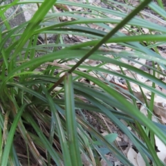 Gahnia aspera at Fitzroy Island, QLD - 31 Mar 2023 08:18 AM