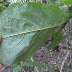 Deplanchea tetraphylla at Fitzroy Island, QLD - 31 Mar 2023 08:18 AM