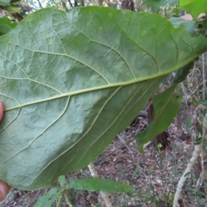 Deplanchea tetraphylla at Fitzroy Island, QLD - 31 Mar 2023