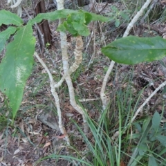 Deplanchea tetraphylla at Fitzroy Island, QLD - 31 Mar 2023 08:18 AM