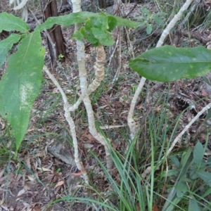 Deplanchea tetraphylla at Fitzroy Island, QLD - 31 Mar 2023