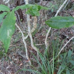 Deplanchea tetraphylla at Fitzroy Island, QLD - 31 Mar 2023