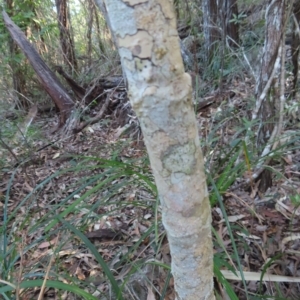 Deplanchea tetraphylla at Fitzroy Island, QLD - 31 Mar 2023
