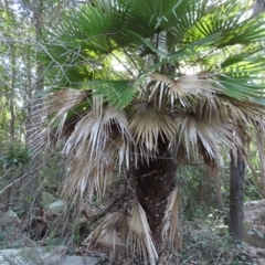 Livistona muelleri at Fitzroy Island, QLD - 31 Mar 2023 by MatthewFrawley