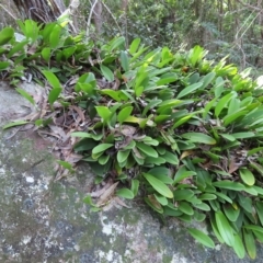Unidentified Orchid at Fitzroy Island, QLD - 30 Mar 2023 by MatthewFrawley
