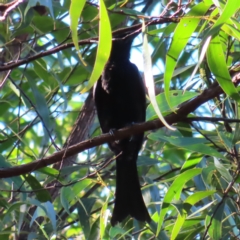 Dicrurus bracteatus (Spangled Drongo) at Fitzroy Island, QLD - 30 Mar 2023 by MatthewFrawley