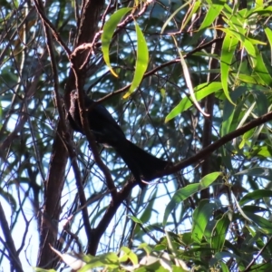 Dicrurus bracteatus at Fitzroy Island, QLD - 31 Mar 2023 08:21 AM