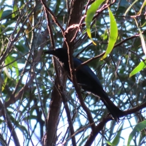 Dicrurus bracteatus at Fitzroy Island, QLD - 31 Mar 2023 08:21 AM