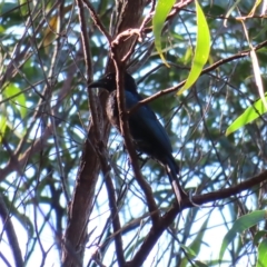 Dicrurus bracteatus at Fitzroy Island, QLD - 31 Mar 2023 08:21 AM