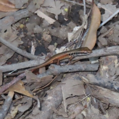 Carlia sp. (rainbow skinks) at Fitzroy Island, QLD - 31 Mar 2023 by MatthewFrawley