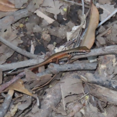 Unidentified Skink at Fitzroy Island, QLD - 30 Mar 2023 by MatthewFrawley