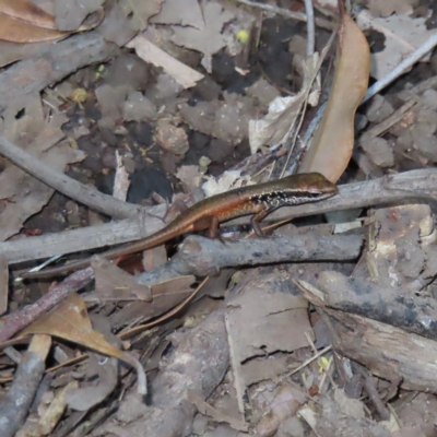 Unidentified Skink at Fitzroy Island, QLD - 30 Mar 2023 by MatthewFrawley