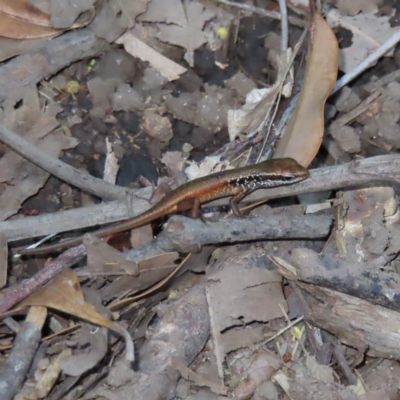 Carlia sp. (rainbow skinks) at Fitzroy Island, QLD - 31 Mar 2023 by MatthewFrawley