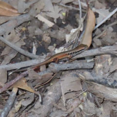 Carlia sp. at suppressed - suppressed