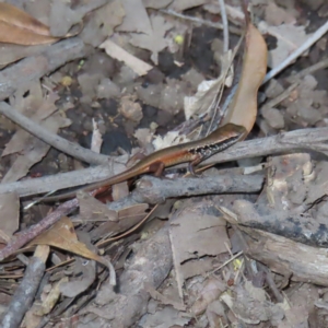 Carlia sp. at suppressed - suppressed