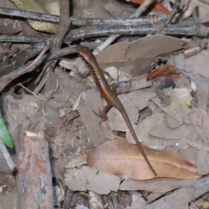 Carlia sp. at suppressed - suppressed
