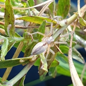 Cheiracanthium sp. at Mount Clear, ACT - 4 Apr 2023