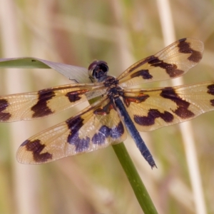 Rhyothemis graphiptera at Breadalbane, NSW - 13 Mar 2023