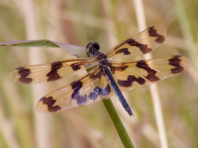 Rhyothemis graphiptera (Graphic Flutterer) at Breadalbane, NSW - 13 Mar 2023 by KorinneM