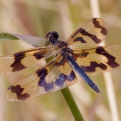 Rhyothemis graphiptera at Breadalbane, NSW - 13 Mar 2023 03:46 PM