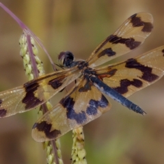 Rhyothemis graphiptera at Breadalbane, NSW - 13 Mar 2023 03:46 PM