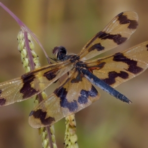 Rhyothemis graphiptera at Breadalbane, NSW - 13 Mar 2023