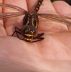 Unidentified Dragonfly & Damselfly (Odonata) at Mount Clear, ACT - 4 Apr 2023 by woyapp