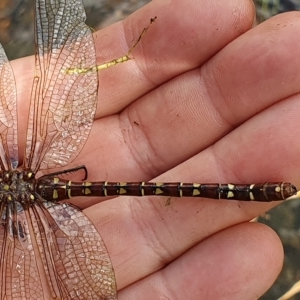 Austroaeschna sp. (genus) at suppressed - suppressed