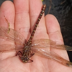 Austroaeschna sp. (genus) at suppressed - suppressed