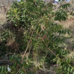 Pistacia chinensis (Chinese Pistachio) at Wanniassa Hill - 4 Apr 2023 by KumikoCallaway