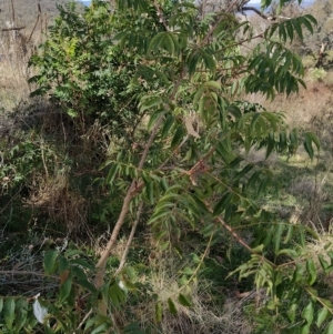 Pistacia chinensis at Fadden, ACT - 4 Apr 2023