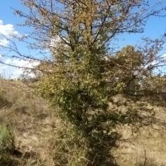 Crataegus monogyna (Hawthorn) at Wanniassa Hill - 4 Apr 2023 by KumikoCallaway