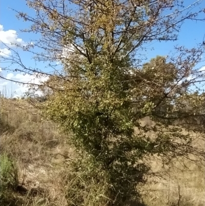 Crataegus monogyna (Hawthorn) at Wanniassa Hill - 4 Apr 2023 by KumikoCallaway