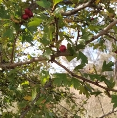 Crataegus monogyna at Fadden, ACT - 4 Apr 2023