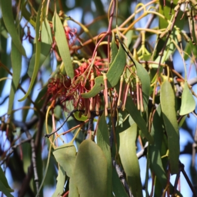 Amyema miquelii (Box Mistletoe) at Gordon, ACT - 4 Apr 2023 by RodDeb