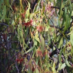 Amyema miquelii at Gordon, ACT - 4 Apr 2023