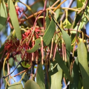 Amyema miquelii at Gordon, ACT - 4 Apr 2023 12:17 PM