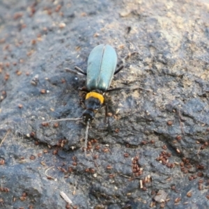 Chauliognathus lugubris at Gordon, ACT - 4 Apr 2023