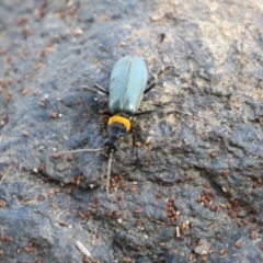 Chauliognathus lugubris (Plague Soldier Beetle) at Gordon, ACT - 4 Apr 2023 by RodDeb