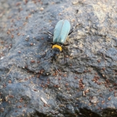 Chauliognathus lugubris at Gordon, ACT - 4 Apr 2023