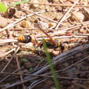 Sceliphron formosum at Gordon, ACT - 4 Apr 2023