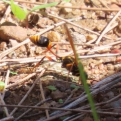 Sceliphron formosum at Gordon, ACT - 4 Apr 2023