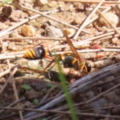 Sceliphron formosum at Gordon, ACT - 4 Apr 2023