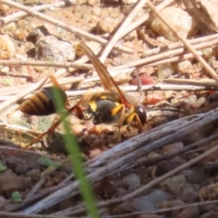 Sceliphron formosum at Gordon, ACT - 4 Apr 2023