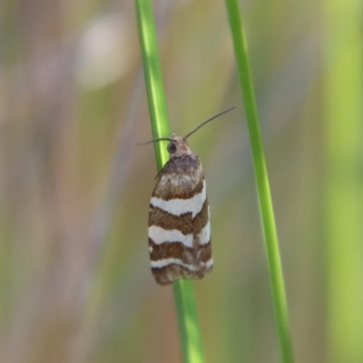 Subfurcatana subfurcatana (A Tortricid moth) at Mongarlowe, NSW - 4 Apr 2023 by LisaH