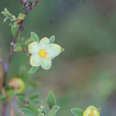 Hibbertia obtusifolia (Grey Guinea-flower) at Mongarlowe River - 4 Apr 2023 by LisaH