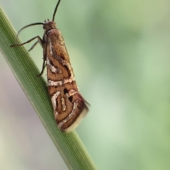 Glyphipterix cyanochalca (A sedge moth) at Murrumbateman, NSW - 4 Apr 2023 by SimoneC